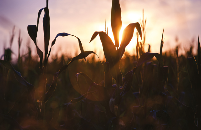 Corn field in the sunshine