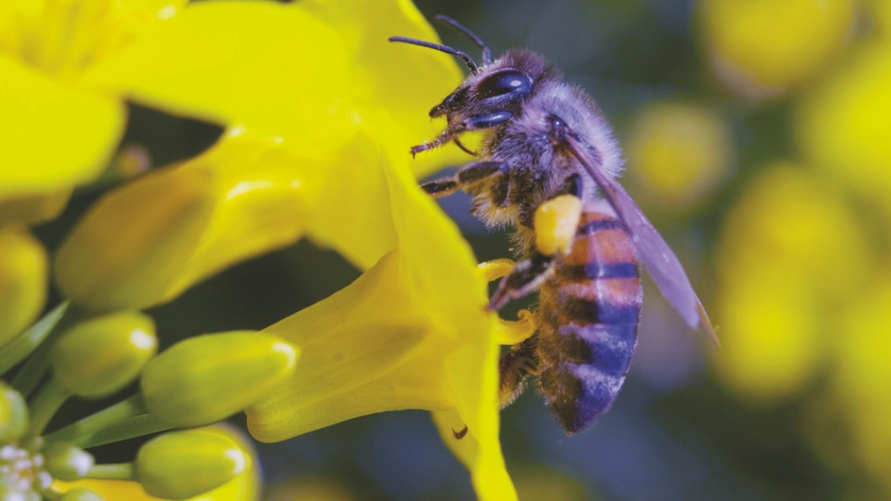 Honey bee on a Rape flower