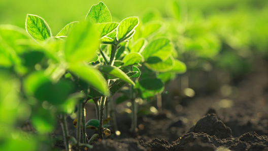 dekalb cultivars and technology