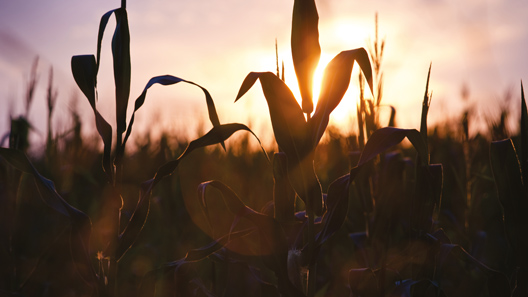 dekalb cultivars and technology