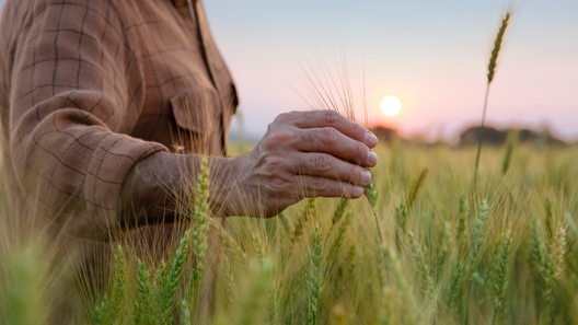 dekalb cultivars and technology
