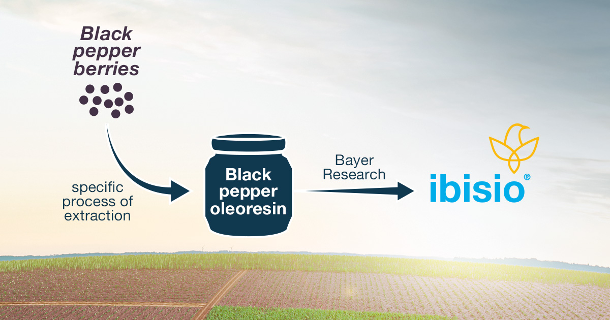 How Ibisio works