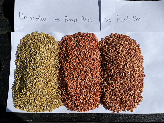 Raxil Rise: Comparison trial image from Saskatoon, June 2025
