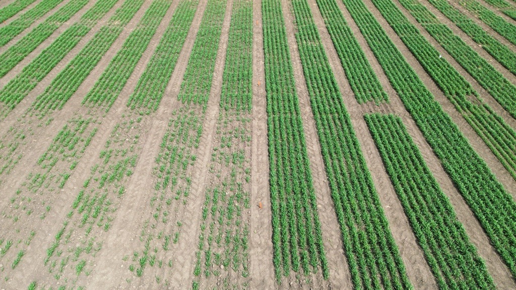 Raxil Rise: Comparison trial image from Saskatoon, June 2025