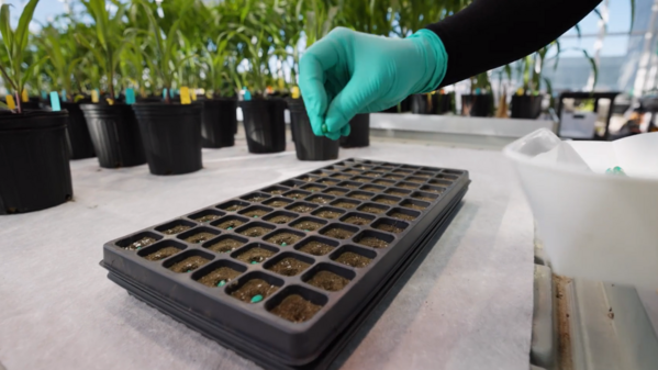 Biologicals in seed treatment