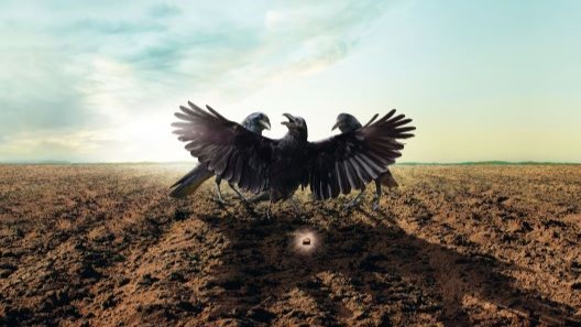 Ibisio - the new bird repellent seed treatment