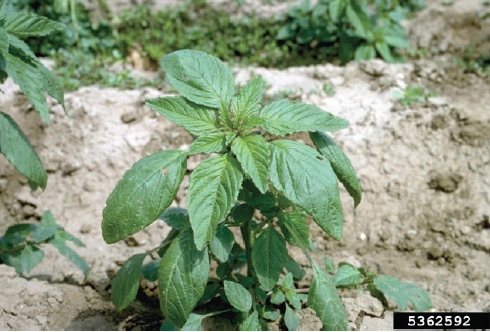 Figure 1. A young redroot pigweed plant. Howard F. Schwartz, Colorado State University, Bugwood.org.