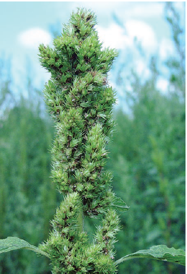 Figure 2. A red root pigweed flower head.