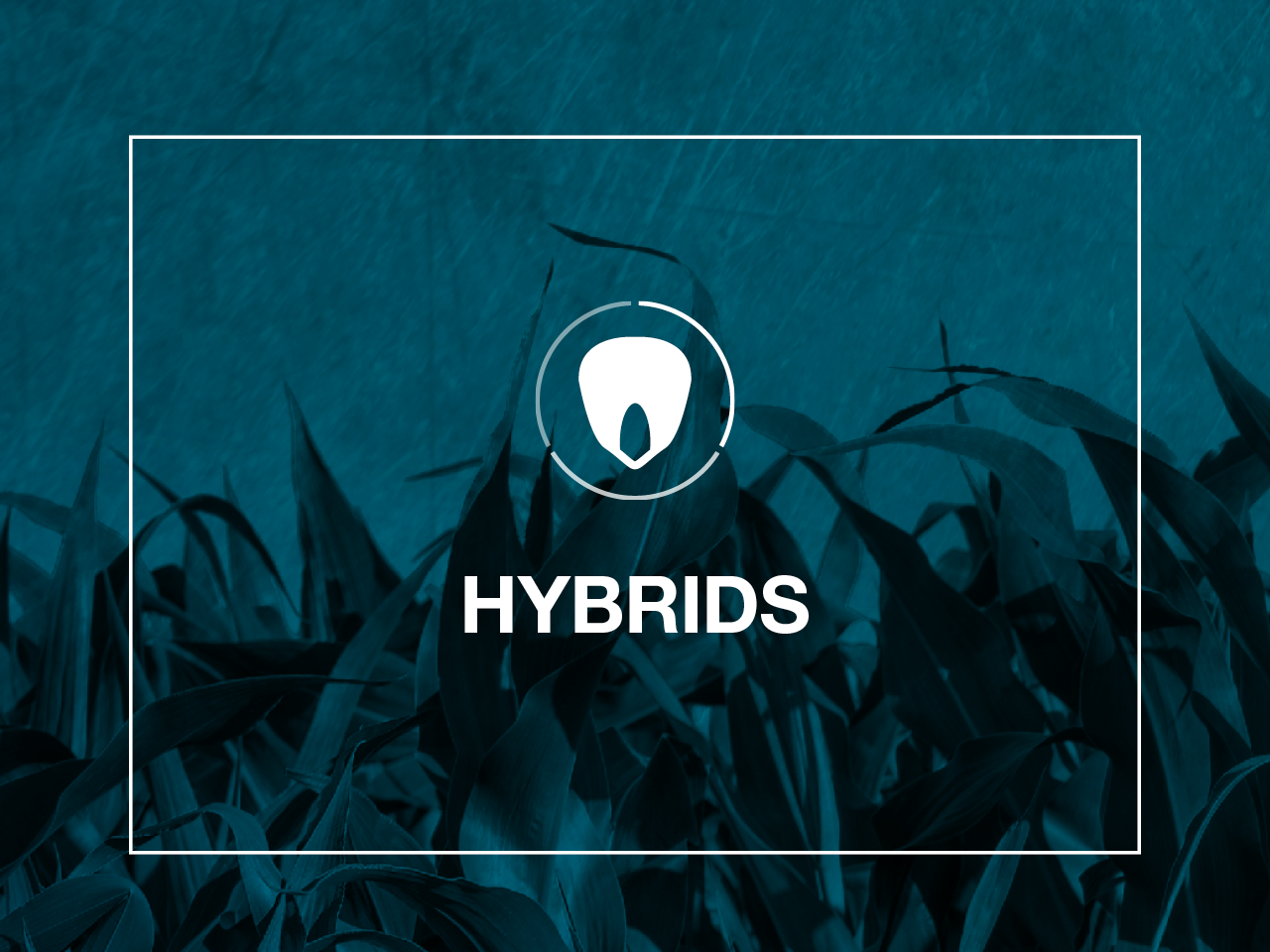Hybrids