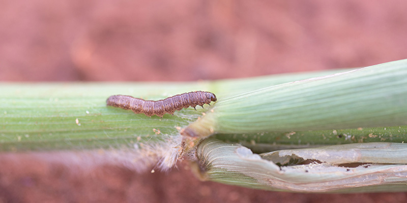 Monsanto Dekalb maize Monsanto Dekalb maize